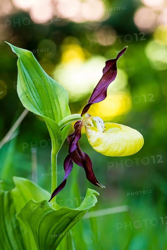 Orchid, Orchids, Lady's slipper, (Cypripedium calceolus), Lower Saxony, Federal Republic of Germany