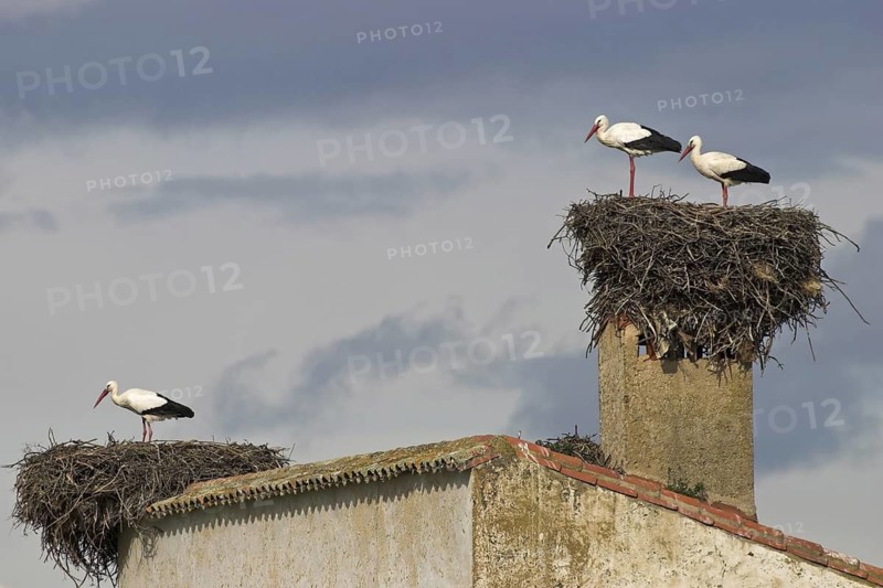 White Stork (Ciconia ciconia) nest, Extremadura, Spain