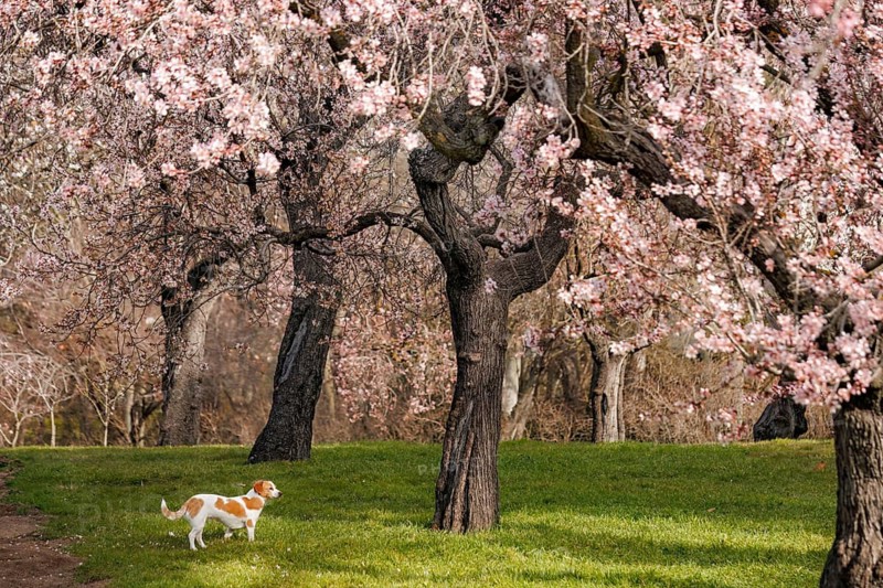 A peaceful scene of a dog walking on lush green grass beneath blooming almond blossom trees in the Quinta de los Molinos park. The vibrant pink flowers create a serene and picturesque scene