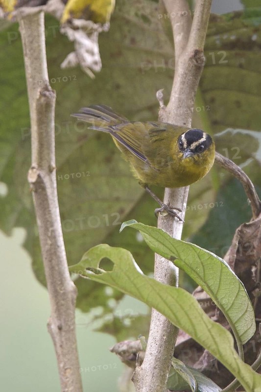 Black-capped Hemispingus (Hemispingus atropileus) perched on a branch in Ecuador, South America