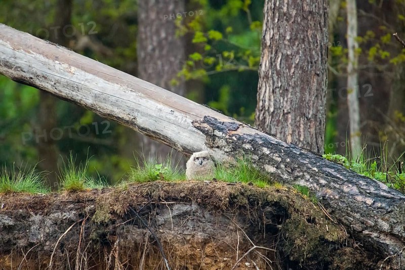 A young eagle owl (Bubo bubo) sitting next to a fallen tree and roots in the forest, Lower Saxony, Germany