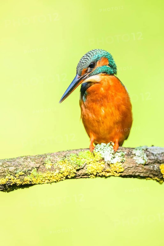 Common kingfisher (Alcedo atthis) sitting on a branch with autumncolours, wildife, Catalonia, Spain