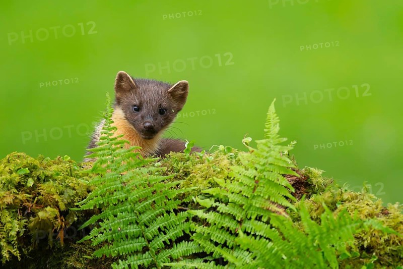European pine marten (Martes martes) adult mustelid animal on a moss covered wall, Scotland, United Kingdom