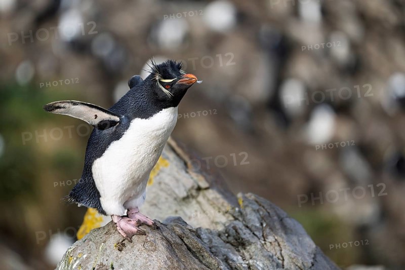 Southern rockhopper penguin (Eudyptes chrysocome), adult bird standing on rock with outstretched wings, colony in the background, Falkland Islands