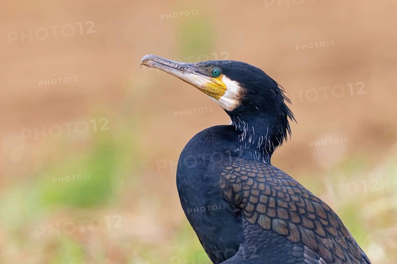 Great Cormorant (Phalacrocorax carbo), Hesse, Germany
