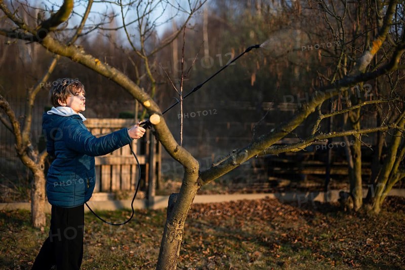 Young gardener spraying fruit tree branches with a manual pump sprayer for pest control and disease prevention in early spring in Poland