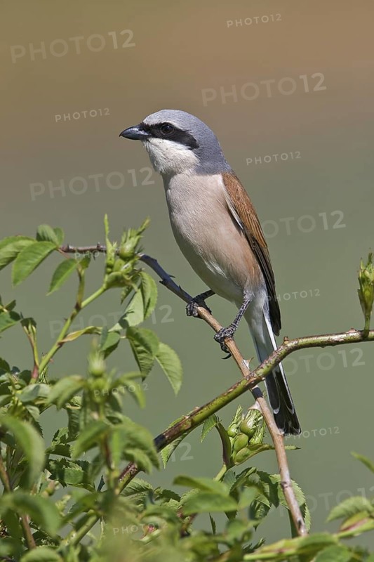 Neuntoeter (Lanius collurio) Red-backed Shrike