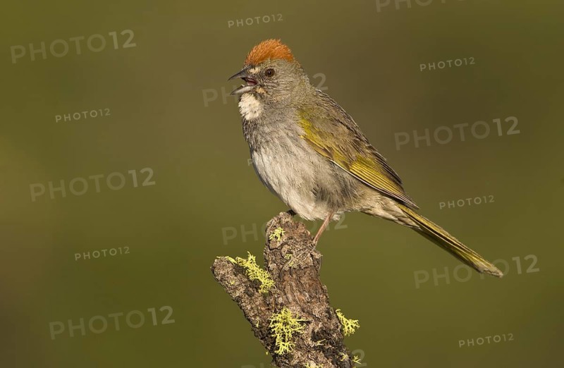 Green-tailed Towhee (Pipilo chlorurus), Oregon, USA