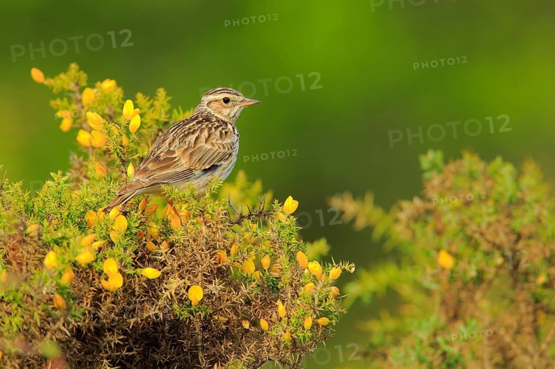 Woodlark (Lullula arborea), Andalusia, Spain