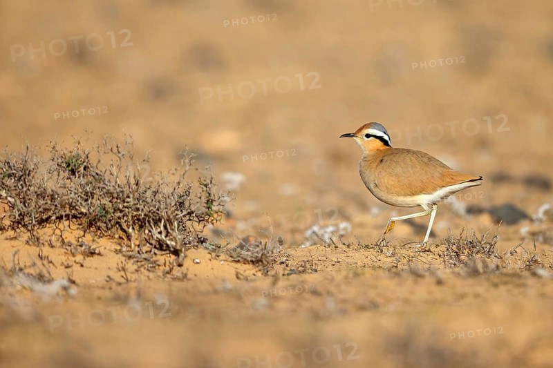 Racer, (Cursorius cursor), limicolous species, biotope, foraging, Lanzarote, Canary Islands, Spain