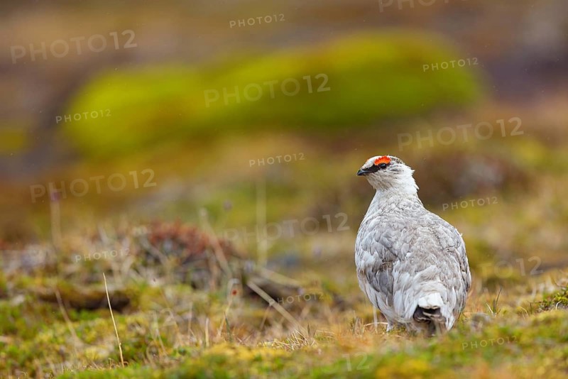 Rock ptarmigan, Svalbard Rock ptarmigan, Ptarmigan, (Lagopus mutus), Lagopus muta hyperbore), male, Longyearbyen, Svalbard / Svalbard, Norway