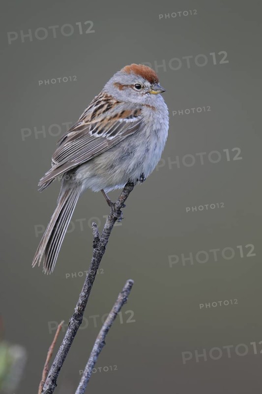 American Tree Sparrow (Spizelloides arborea), Alaska, USA