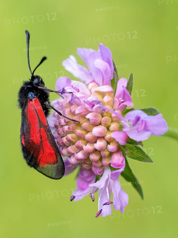 (Zygaena purpuralis), (Zygaena minos), thyme hawk moth, beavernell hawk moth, moth, butterfly, insect, macro, Black Forest, Feldberg region, Baden-Württemberg, Federal Republic of Germany