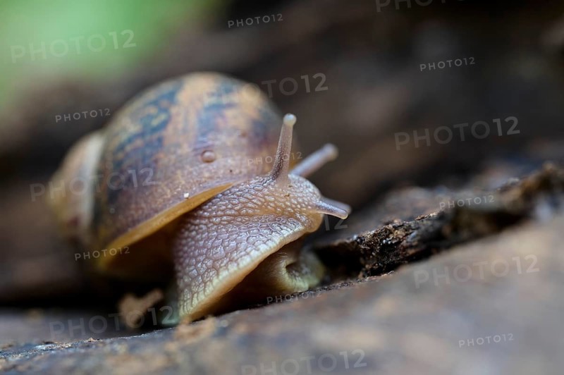 A detailed close-up photograph captures a snail as it explores the textured surface of a forest ground, showcasing its intricate shell and tentacles