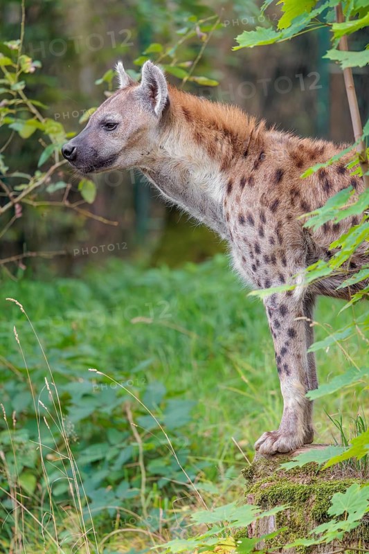 An adult Spotted Hyena (Crocuta crocuta) or Laughing Hyena stands in a meadow behind a bush