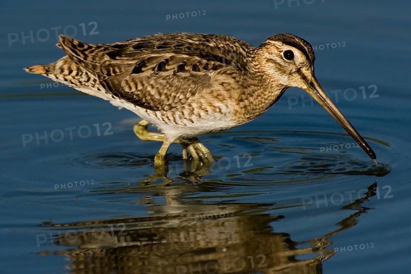 Swinhoe's Snipe (Gallinago megala), Western Australia, Australia
