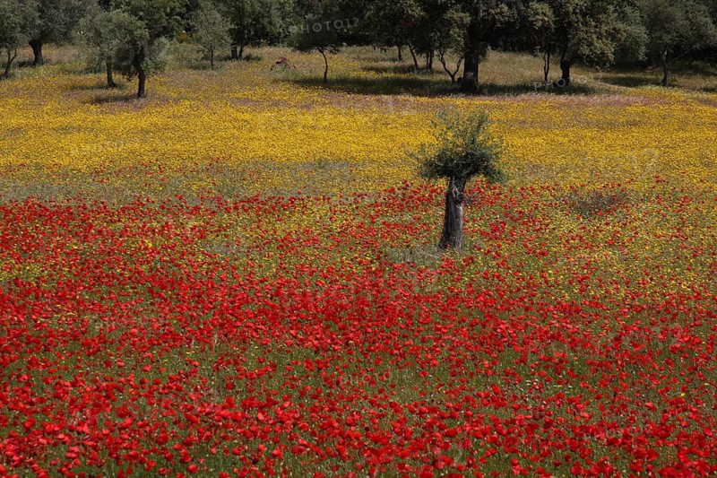 Dehesa with red poppy field and olive tree, yellow flowers, corn poppies, flower meadow, landscape, Serrejon, Extremadura, Spain