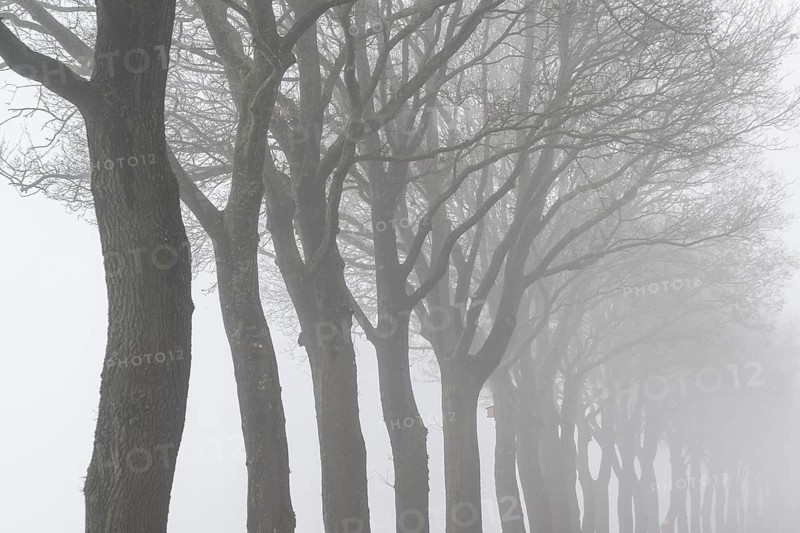 English oaks (Quercus robur) in fog, Emsland, Lower Saxony, Germany