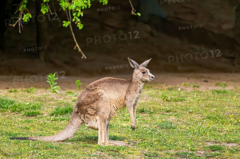 Eastern Gray Kangaroo (Macropus giganteus) standing on a meadow, captive, Germany
