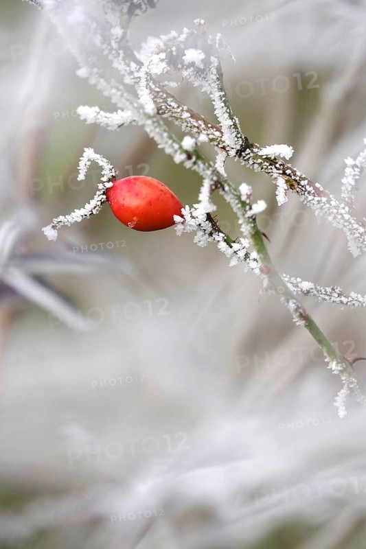 Hoarfrost, Rosehip, Winter, Germany