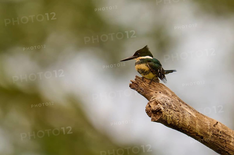 A kingfisher sits on a branch in a natural environment, the scene appears calm and harmonious, Green Kingfisher (Chloroceryle americana), Pantanal, Mato Grosso, Brazil