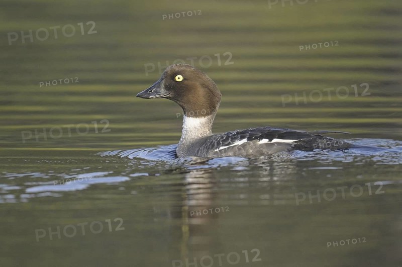 Common Goldeneye (Bucephala clangula) female, Sweden