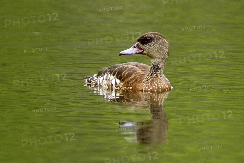 Spotted Whistling Duck (Dendrocygna guttata), Queensland, Australia