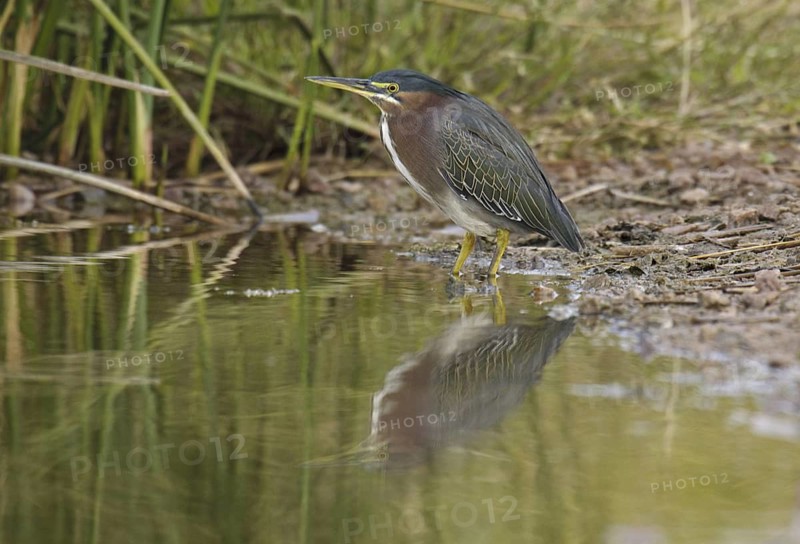 Green Heron (Butorides virescens), Arizona, USA