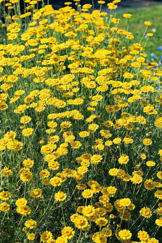 Dog chamomile (Anthemis tinctoria),  Switzerland