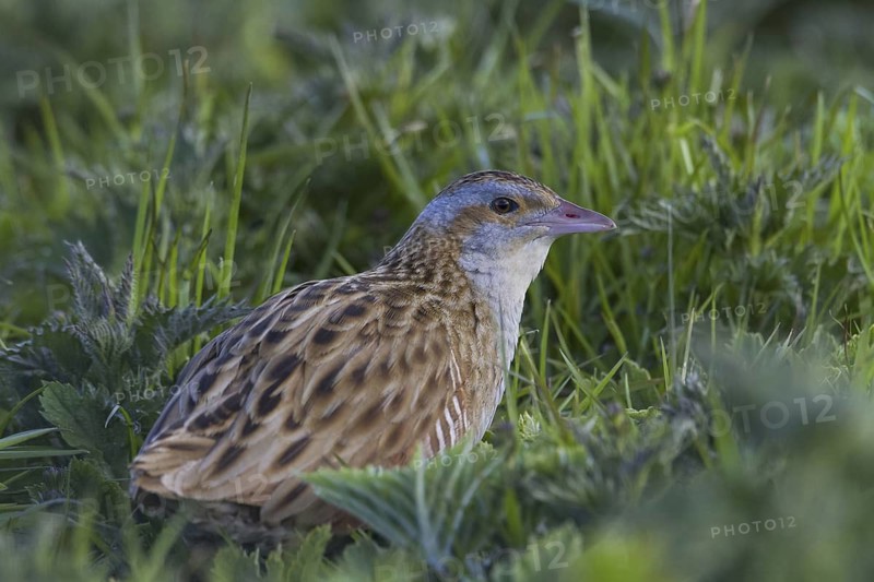 Corn Crake (Crex crex), Scotland, United Kingdom