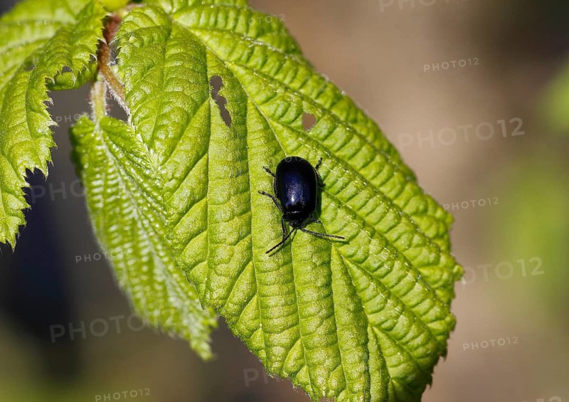 Agelastica alni (Agelastica alni), on leaf, North Rhine-Westphalia, Germany