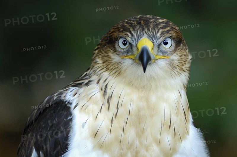 Koenigsbussard (Buteo regalis), Portrait, Jungvogel, captive, Heimat: halbtrockene und trockene offene Landschaften im Westen der USA und in Südkanada, Oktober, Deutschland