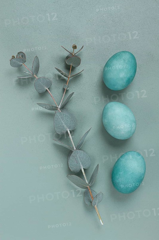 Composition of eucalyptus leaves and turquoise colored eggs, on a gray background, Easter card, top view, no people