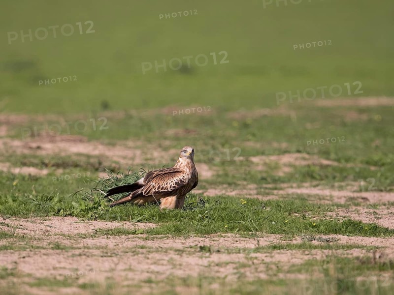 Red kite (Milvus milvus), Extremadura, Castilla La Mancha, Spain