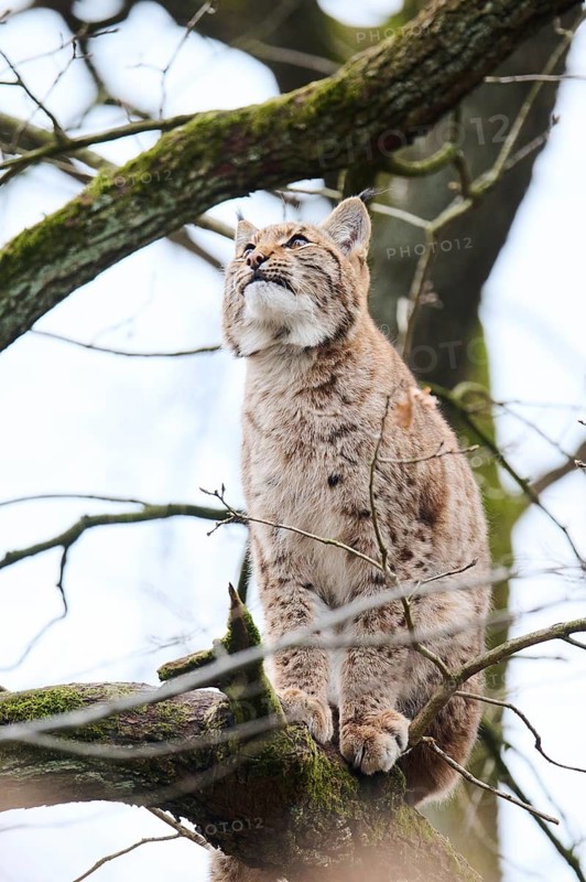 Eurasian lynx (Lynx lynx) sitting on a tree, Bavaria, Germany