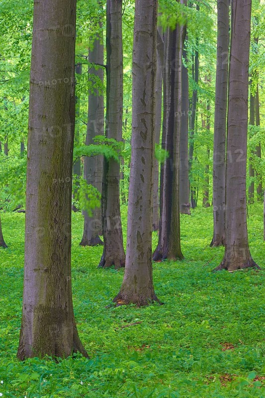 Dense arrangement of beech trees with green leaves, Hainich National Park, Bad Langensalza, Thuringia, Germany