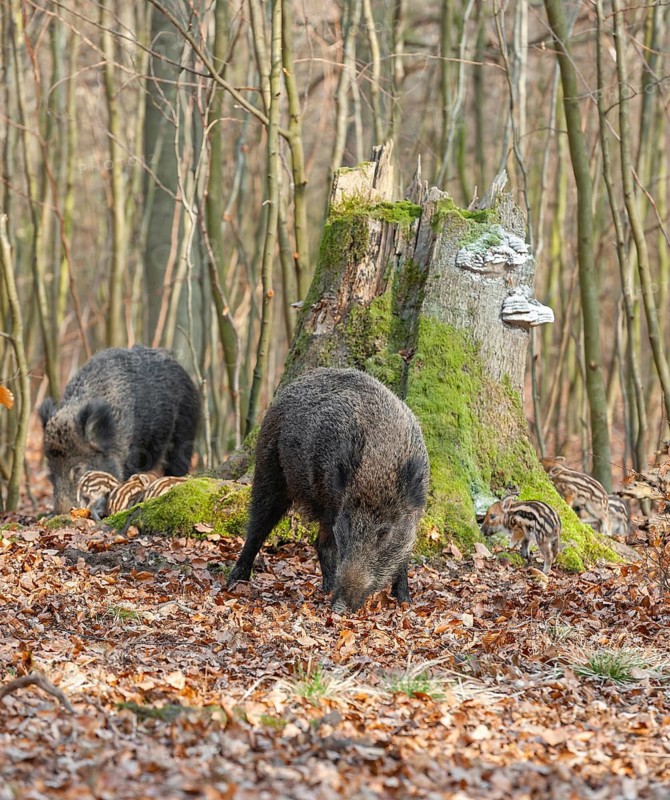 Wild boar, wild boar (Sus scrofa), bucks with young boars foraging in the forest, Germany