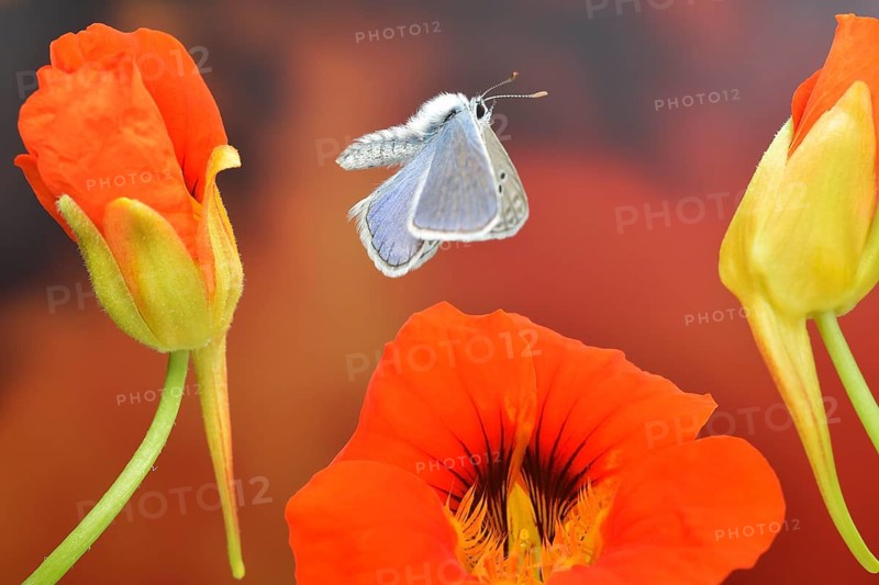Male blue butterfly (Polyommatus icarus) in flight on the flowers of the Garden nasturtium (Tropaeolum majus)