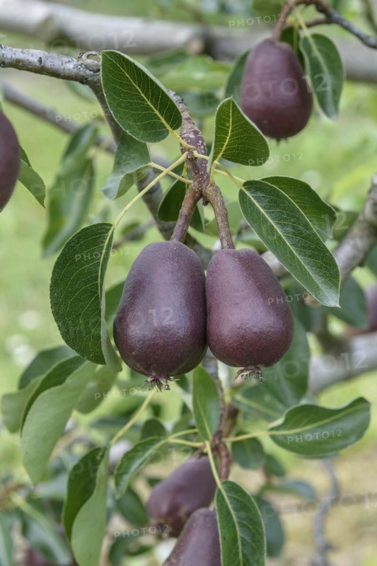Pear (Pyrus communis 'Lombacad'), Bundessorteamt, testing centre Wurzen, Wurzen, Saxony, Germany