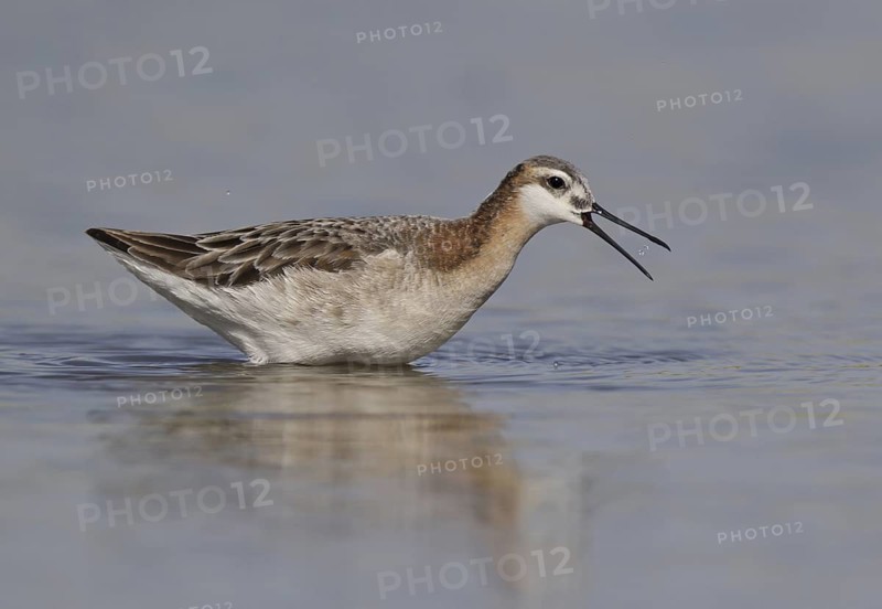 Wilson's Phalarope (Phalaropus tricolor), Montana, USA