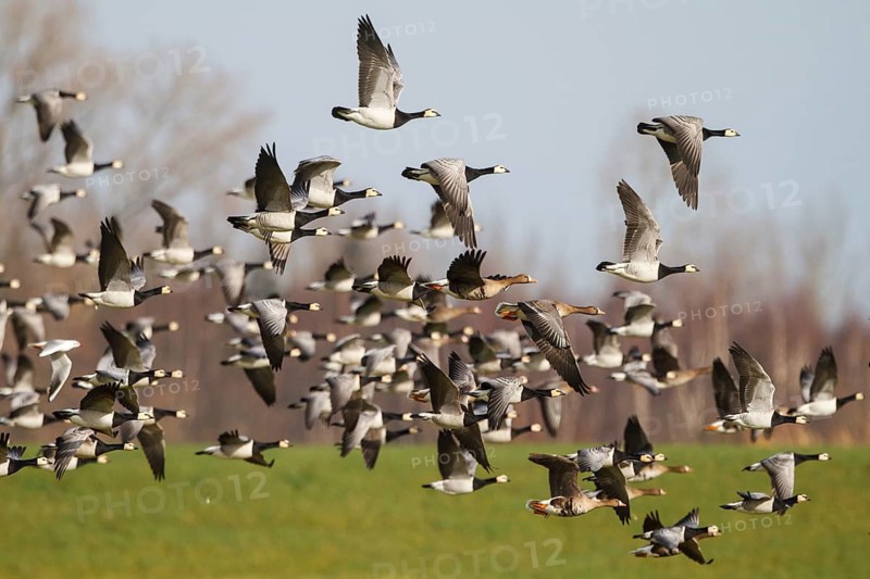 Barnacle Goose & Greater White-fronted Goose (Branta leucopsis & Anser albifrons) flying, Netherlands