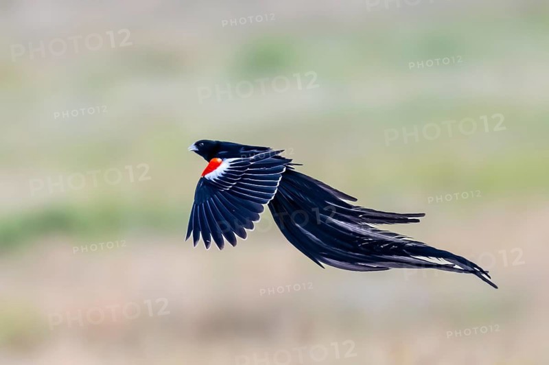 Long-tailed Widowbird (Euplectes progne) in flight, breeding plumage, South Africa