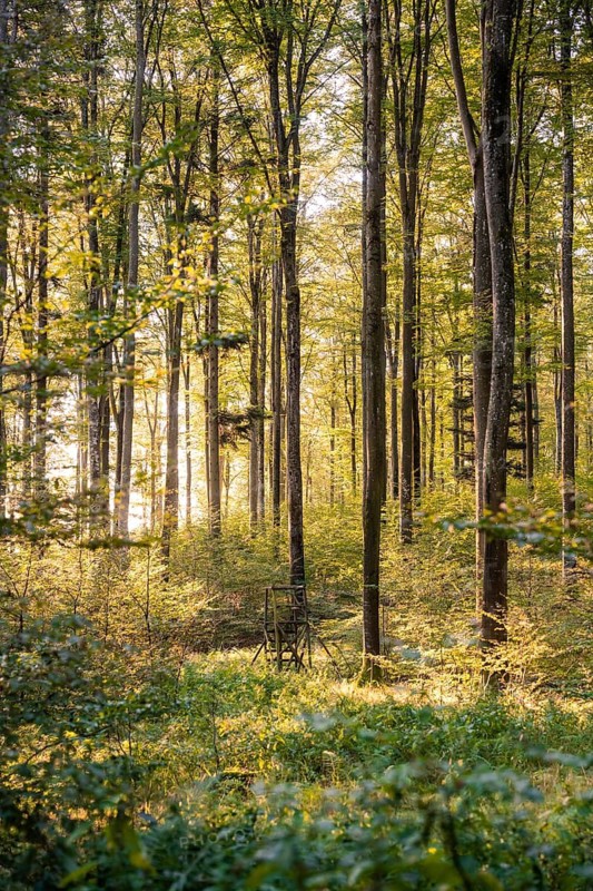 Forest at sunrise, Gechingen, Black Forest, Germany