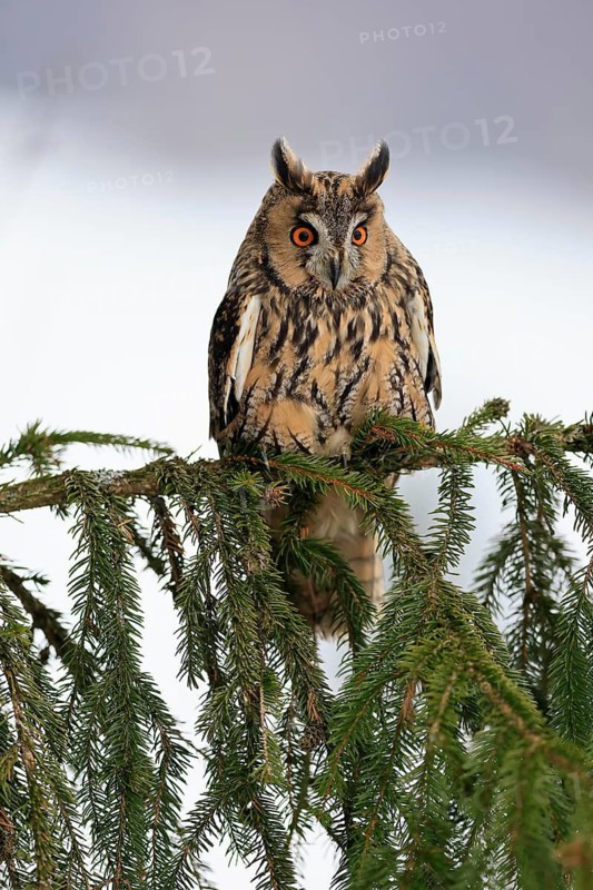 Long-eared owl (Asio otus), adult, on tree, in winter, snow, alert, Bohemian Forest, Czech Republic
