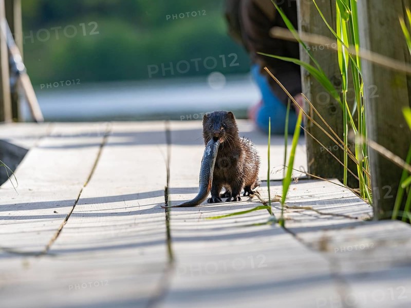 A mink with prey fish in its mouth