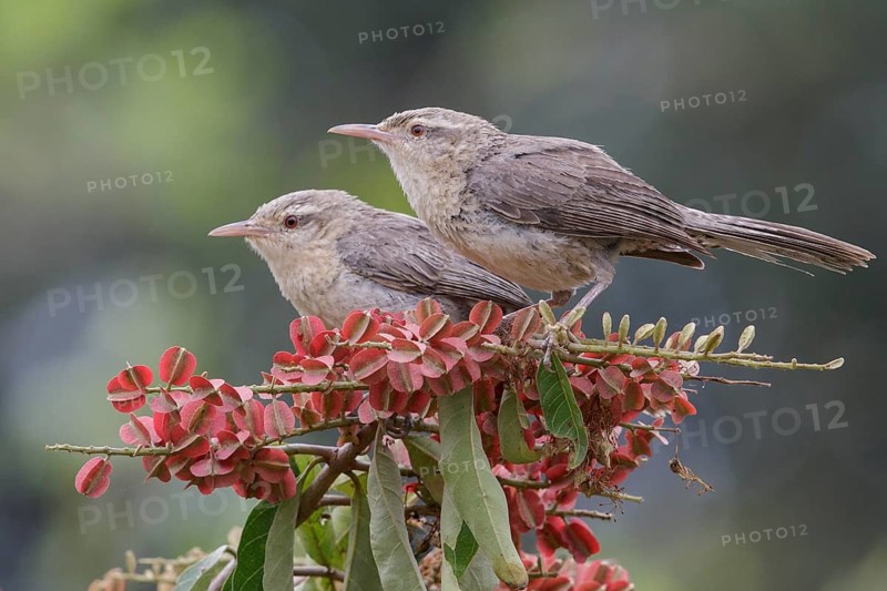 Thrush-like Wren (Campylorhynchus turdinus turdinus) perched on a branch in the Pantanal region of Brazil