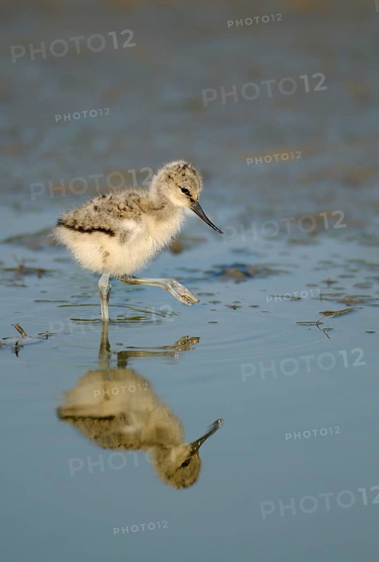Saebelschnaebler (Recurvirostra avosetta), Avocet, Jungvogel bei der Nahrungssuche, mit Spiegelung, Juni, Insel Texel, Nordsee, Nordholland, Niederlande
