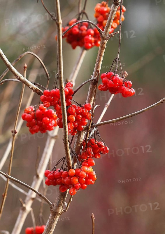 Fruits Guelder rose (Viburnum opulus), in winter, North Rhine-Westphalia, Germany