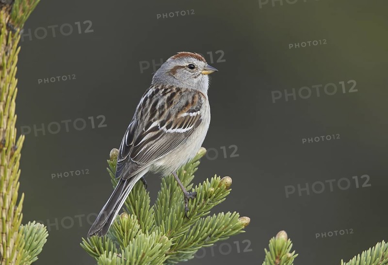 American Tree Sparrow (Spizelloides arborea), Alaska, USA