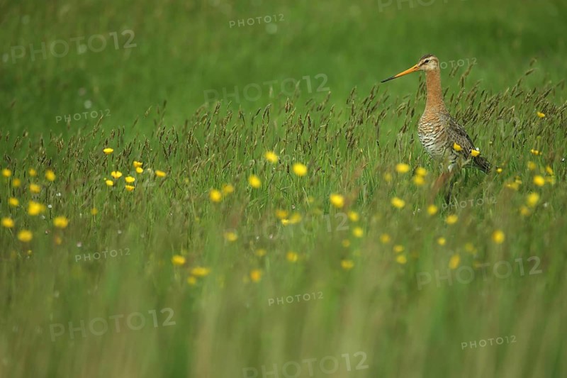 Black-tailed godwit (Limosa limosa) in a yellow flower meadow, Texel, North Holland, Netherlands
